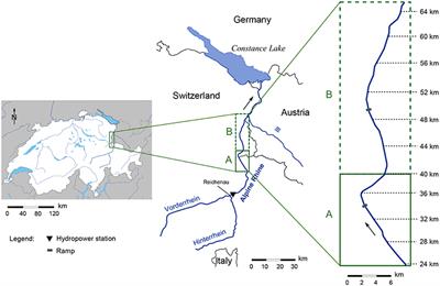 When Does Vegetation Establish on Gravel Bars? Observations and Modeling in the Alpine Rhine River